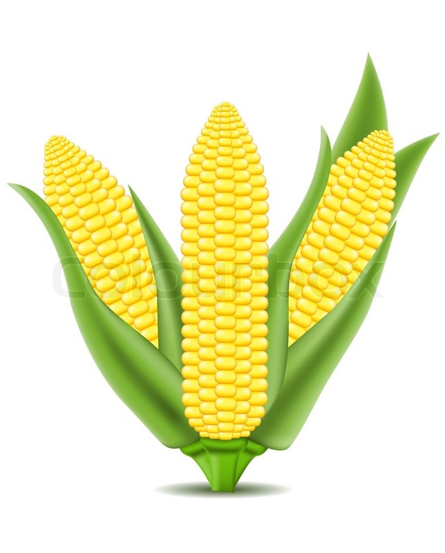 644x800 Corn Vector Illustration Stock Vector Colourbox