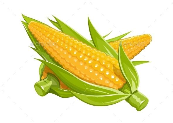 590x419 Corn Vector Illustration Isolated White Background Transparent