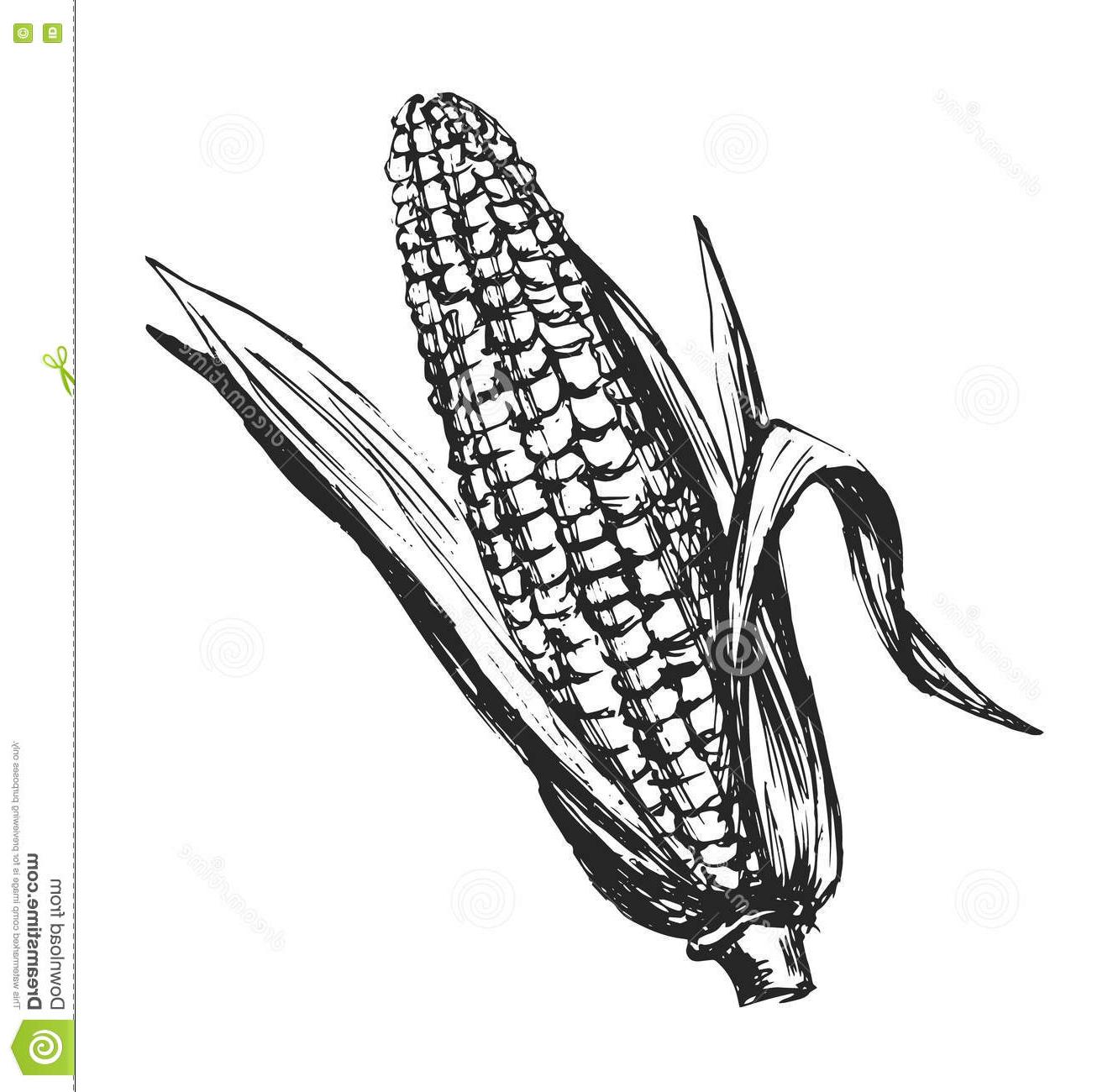 1325x1300 Hd Corn Vector Black And White Cdr Free Vector Art, Images