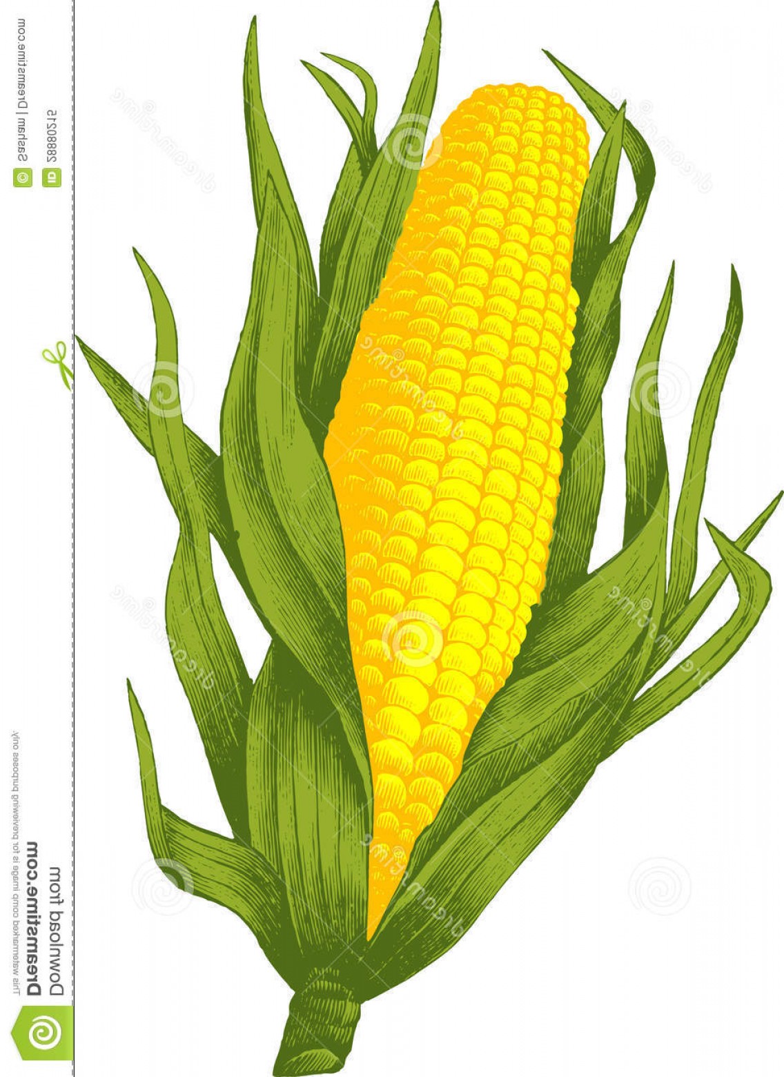 1136x1560 Royalty Free Stock Photo Corn Vector Image Soidergi