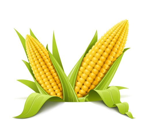 500x464 Corn Vector