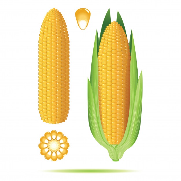 626x626 Corn Vectors, Photos And Free Download