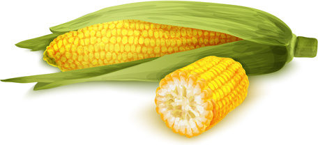 456x208 Corn Free Vector Download