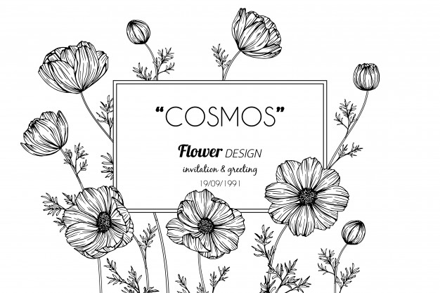626x417 Cosmos Flower Vector Premium Download