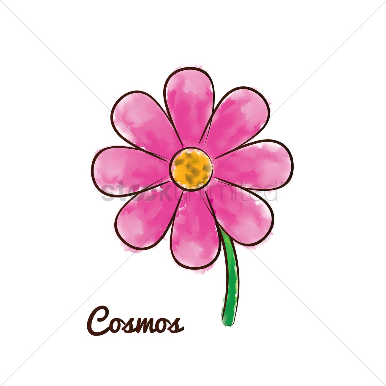 1300x1300 Cosmos Flower Vector Image
