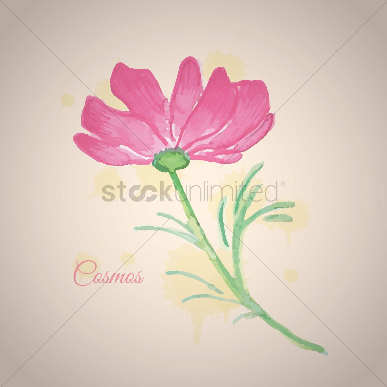 1300x1300 Cosmos Flower Vector Image