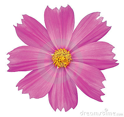 400x376 Cosmos Flower Clipart Free Cliparts Download Images