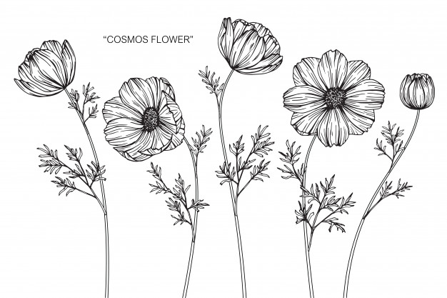 626x417 Cosmos Flower Drawing Illustration Vector Premium Download