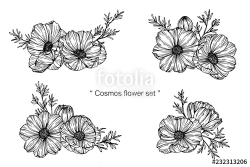 500x334 Cosmos Flower Drawing Illustration Stock Image And Royalty Free