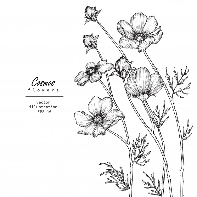 626x626 Cosmos Flower Drawings Vector Premium Download