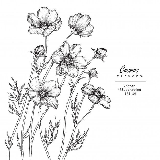 626x626 Cosmos Flower Drawings Vector Premium Download