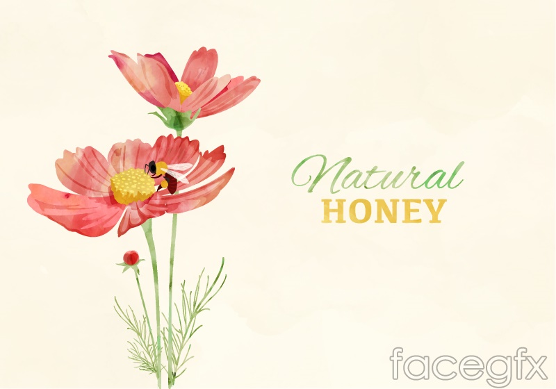 800x560 Beautiful Cosmos Flowers Vector Over Millions Vectors, Stock