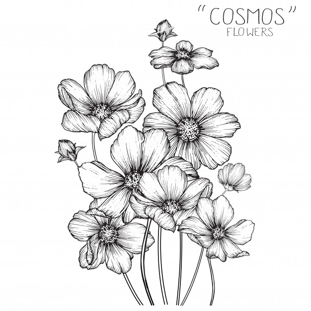 626x626 Cosmos Flowers And Leaf Drawings Vector Premium Download