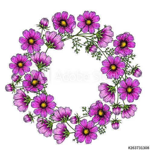 500x500 Hand Drawn Wild Hay Flowers Vector Cosmos Flower Medical Herb