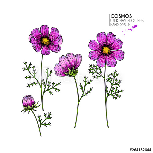 500x500 Hand Drawn Wild Hay Flowers Vector Cosmos Or Cosmea Flower