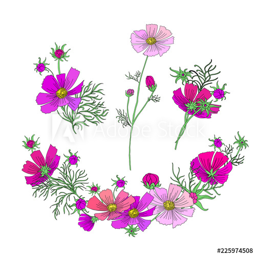 500x500 Bundle Of Hand Drawn Cosmos Flower Bouquets And Template Isolated