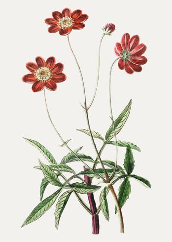 349x490 Red Cosmos Flower Vector