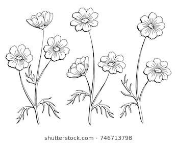 Cosmos Flower Vector at Vectorified.com | Collection of Cosmos Flower ...