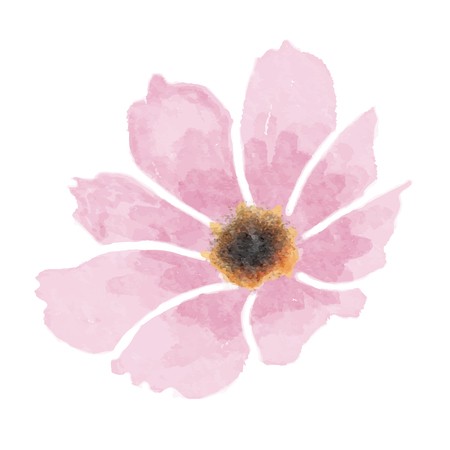 450x450 Watercolor Cosmos Flower Isolated On White Background, Vector