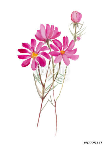 354x500 Cosmos Flower Hand Drawn Watercolor Painting On White Background