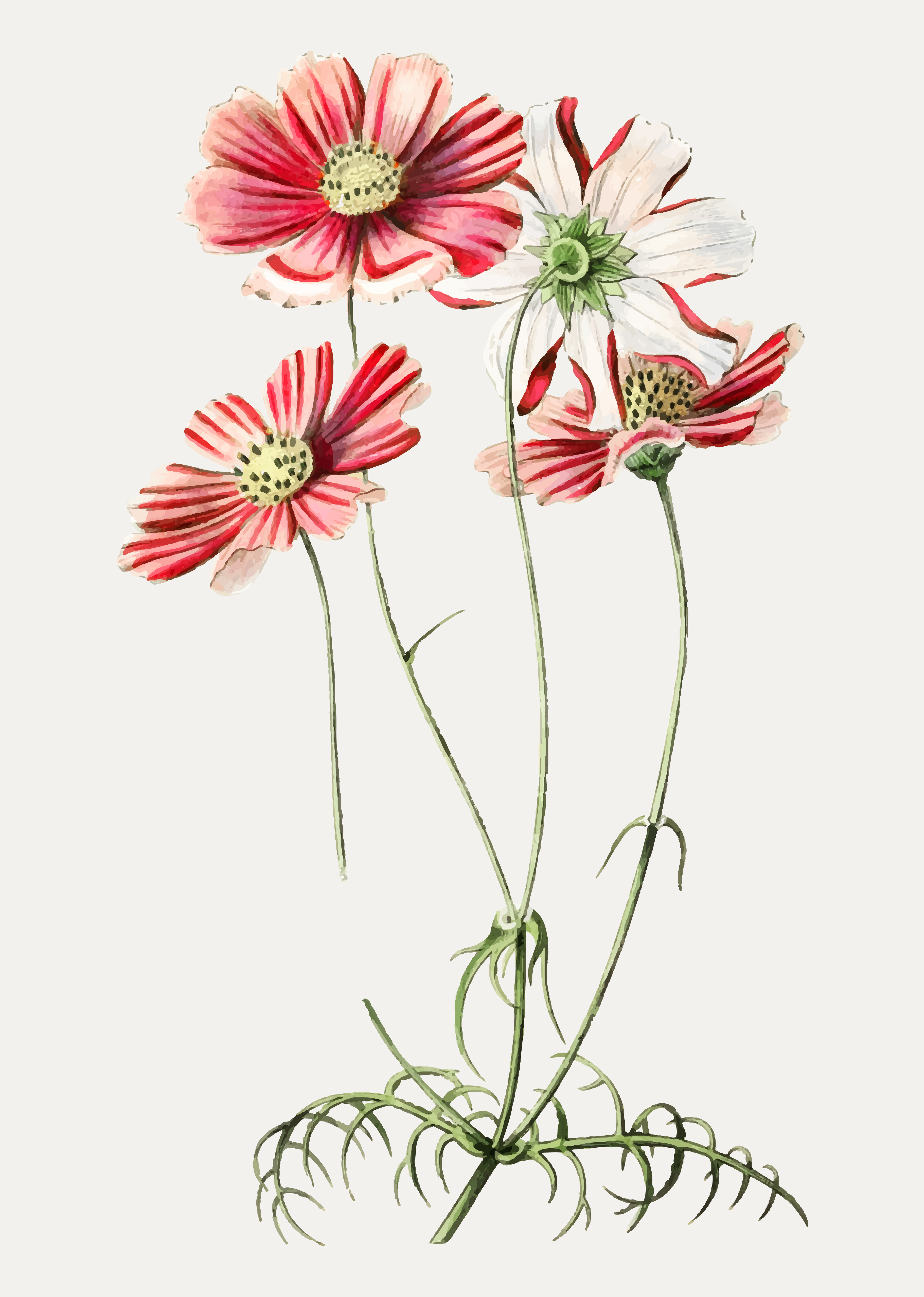 3334x4676 Cosmos Flor Free Vector Art