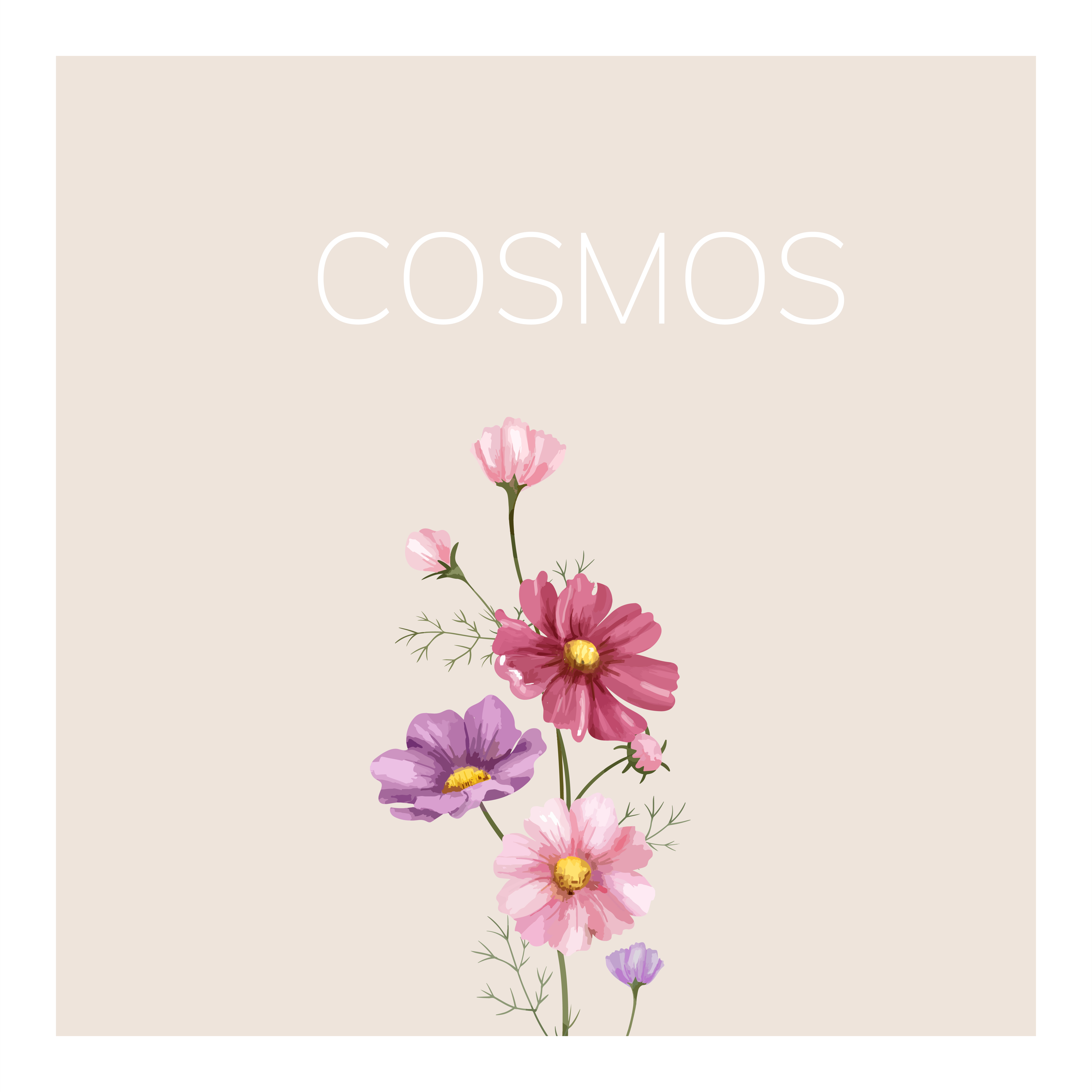 5001x5000 Cosmos Flower Free Vector Art