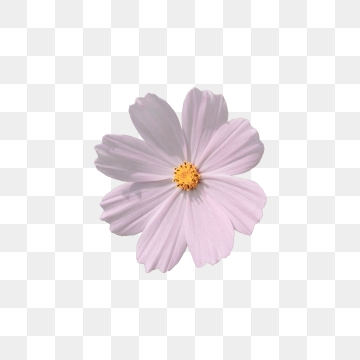 360x360 Cosmos Flower Png, Vector, And Clipart With Transparent