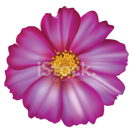 440x440 Cosmos Flower Vector Illustration Stock Vector