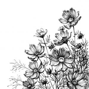 300x300 Cosmos Flowers Hand Drawing Garden Background Vector Newwaysys