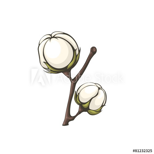 500x500 Cotton Bolls Vector