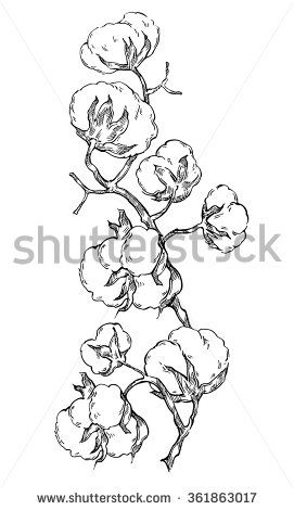 271x470 Hand Made Vector Sketch Of Cotton Plants Cracked Bolls