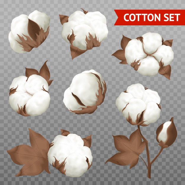 626x626 Ripe Cotton Boll Vector Free Download