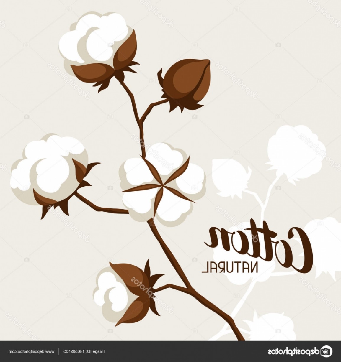 1155x1228 Stock Illustration Background With Cotton Bolls And Soidergi