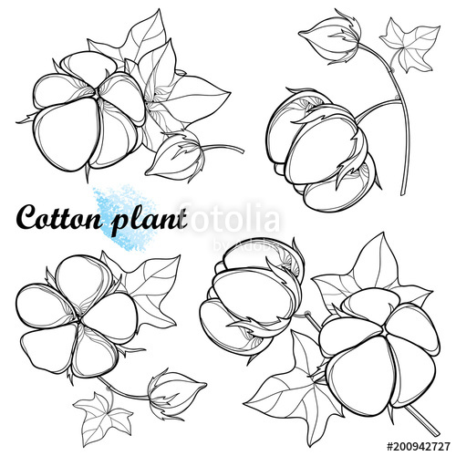 500x500 Vector Set With Outline Cotton Boll Bunch With Leaf And Capsule
