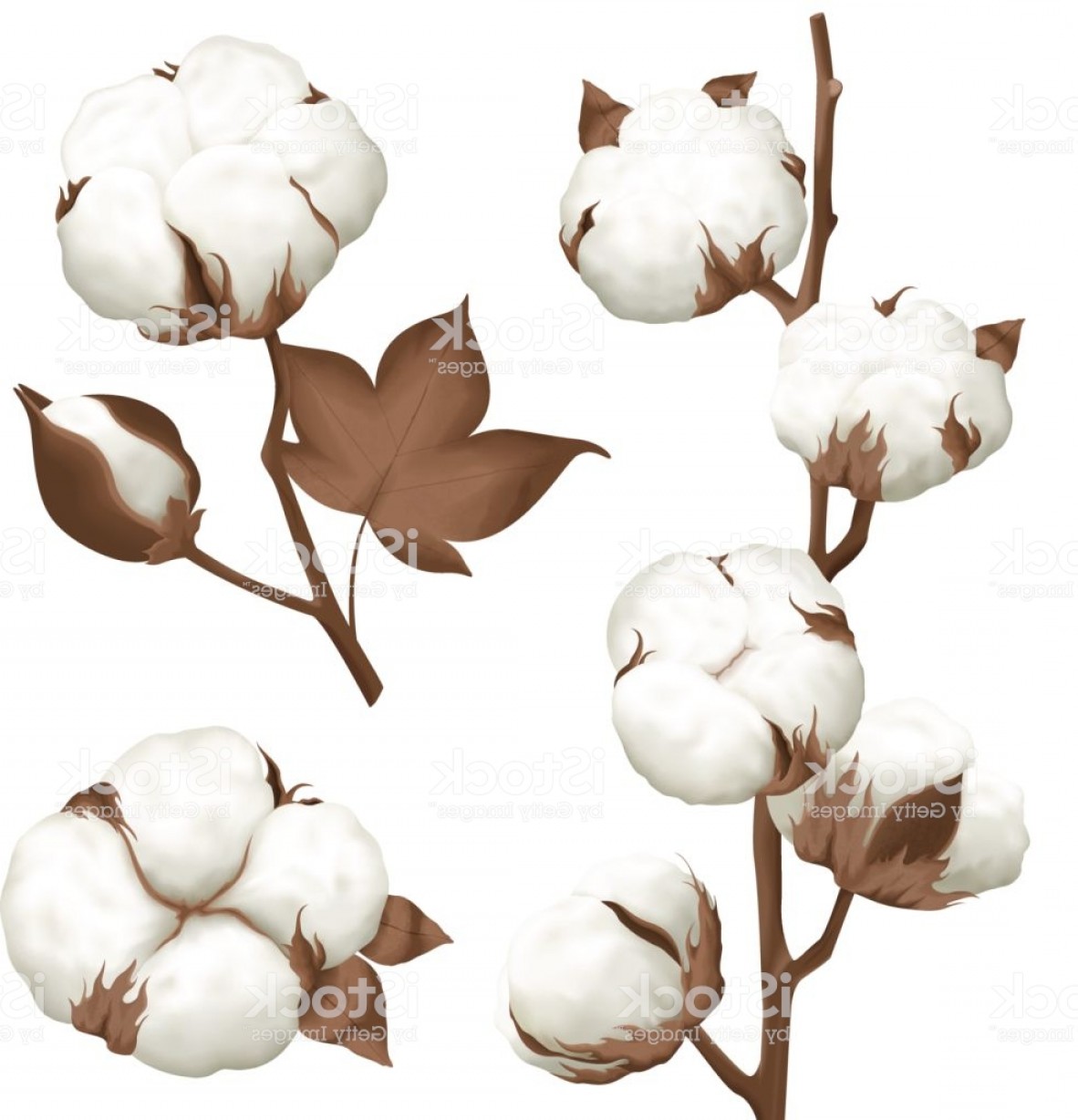 Cotton Boll Vector at Vectorified.com | Collection of Cotton Boll ...