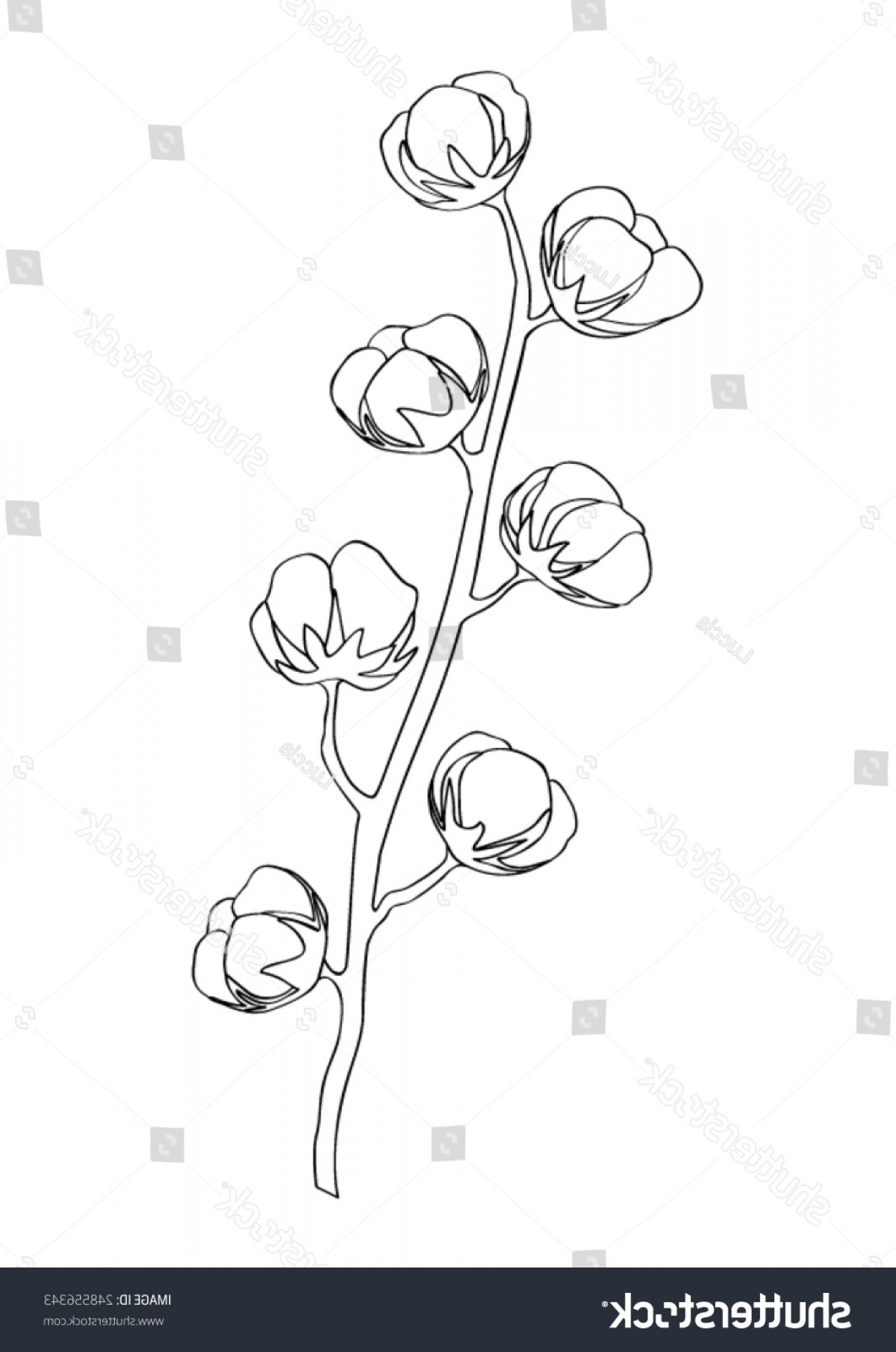 1273x1920 Cotton Branche Bolls Plant Gossypium Flower Soidergi