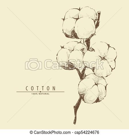 450x470 Cotton Plant Flower Hand Drawn Cotton Plant Flower