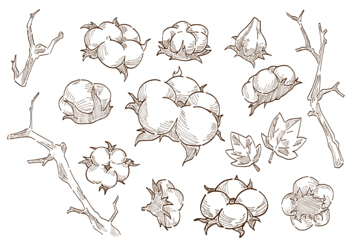 700x490 Cotton Flower Plant Vector Free Graphics Uihere