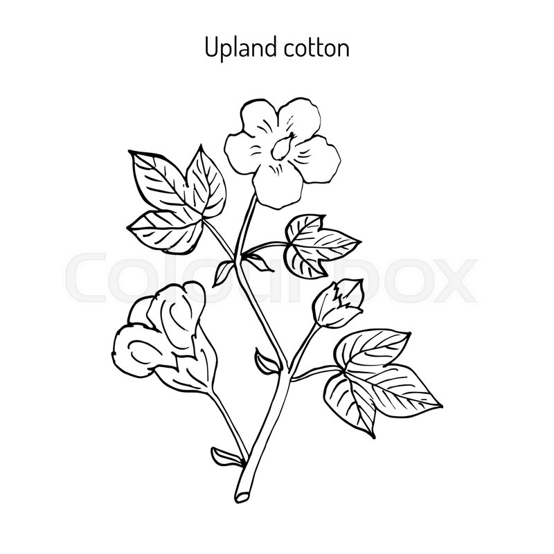 800x800 Cotton Plant With Flower Hand Drawn Stock Vector Colourbox