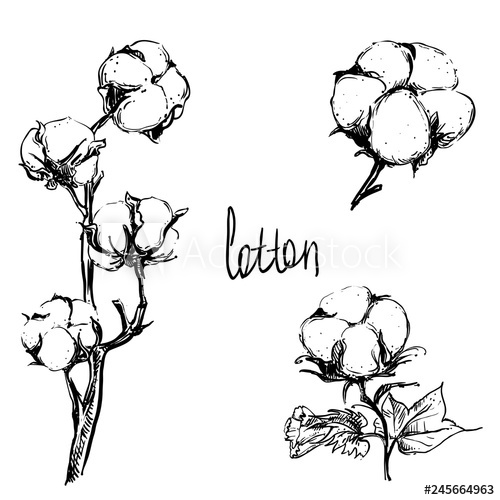 500x500 Detailed Hand Drawn Ink Black And White Illustration Set Of Cotton
