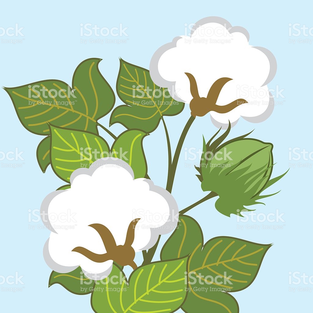 1024x1024 Free Collection Of Cotton Clipart Cotton Plant Download