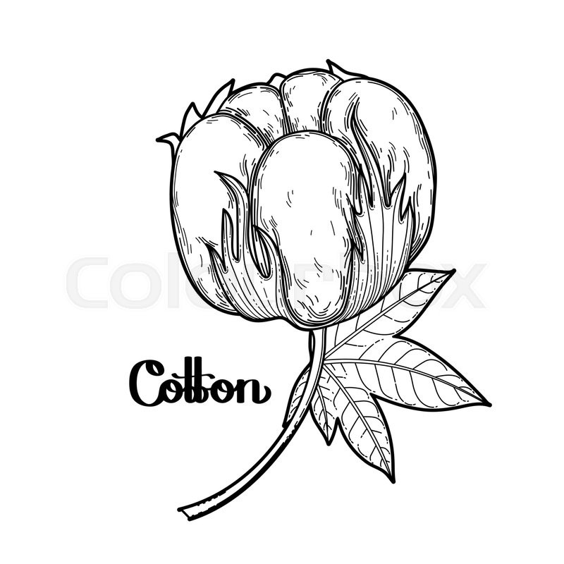 800x800 Graphic Cotton Plant Vector Art Stock Vector Colourbox