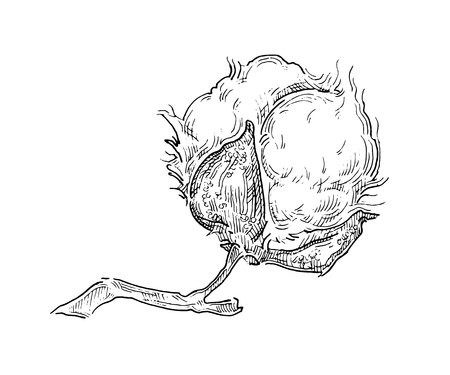 450x375 Hand Draw Ink Cotton Plant Vector Engraving Illustration Can Be