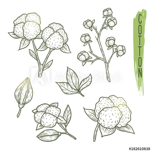 500x500 Sketch Of Cotton Plant Elements With Branches, Leaves, Flowers