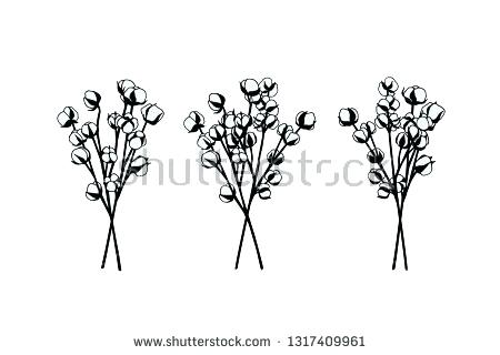 450x320 Cotton Drawing