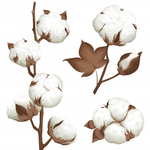 626x626 Cotton Plant Vectors, Photos And Free Download
