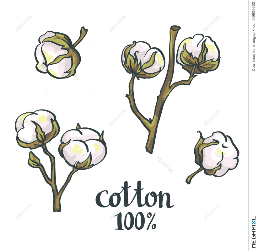 822x800 Cotton Vector Hand Drawn Set Illustration