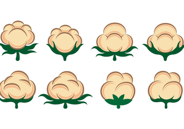 632x443 Vector Of Cotton Flowers Free Vector Download Cannypic