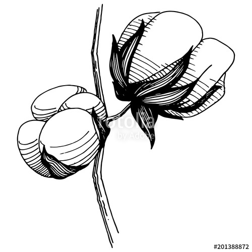 500x500 Wildflower Cotton Flower In A Vector Style Isolated Full Name