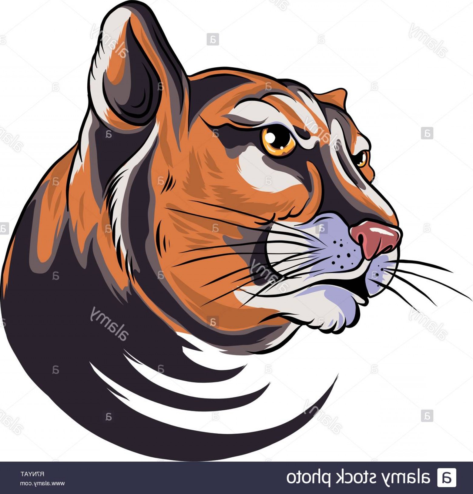 Cougar Vector Art at Vectorified.com | Collection of Cougar Vector Art